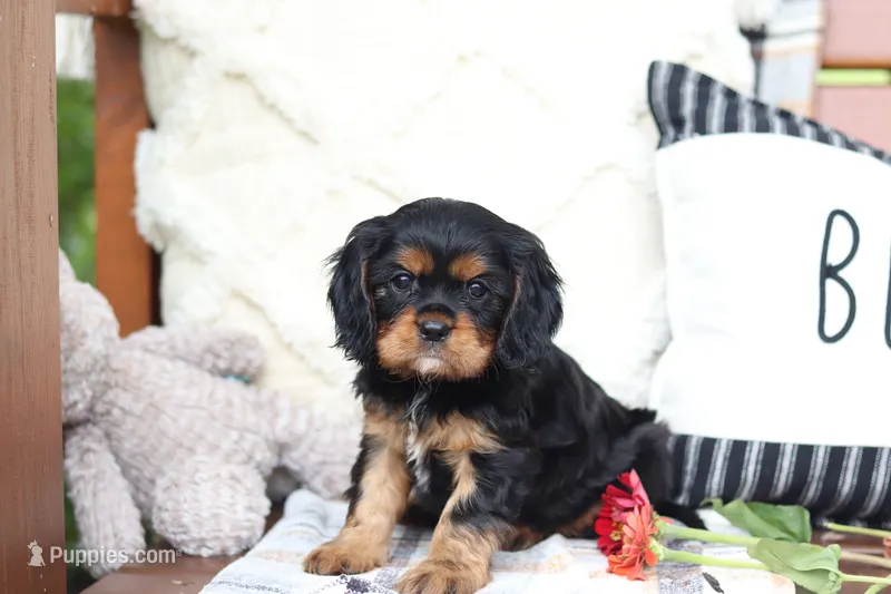Max – Cavalier King Charles Spaniel puppy for sale in Argos, IN