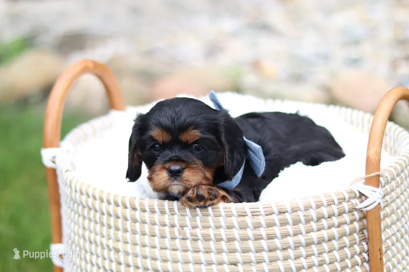Max – Cavalier King Charles Spaniel puppy for sale in Argos, IN
