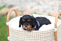 Max, a male Cavalier King Charles Spaniel for sale in Argos, IN – 1 of 8