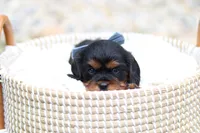 Max, a male Cavalier King Charles Spaniel for sale in Argos, IN – 4 of 8