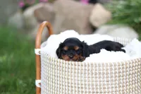 Mike, a male Cavalier King Charles Spaniel for sale in Argos, IN – 3 of 7