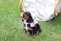 Missy, a female Cavalier King Charles Spaniel for sale in Argos, IN – 4 of 6