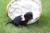 Missy, a female Cavalier King Charles Spaniel for sale in Argos, IN – 3 of 6