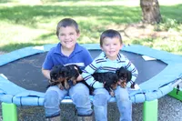 Max, a male Cavalier King Charles Spaniel for sale in Argos, IN – 8 of 8