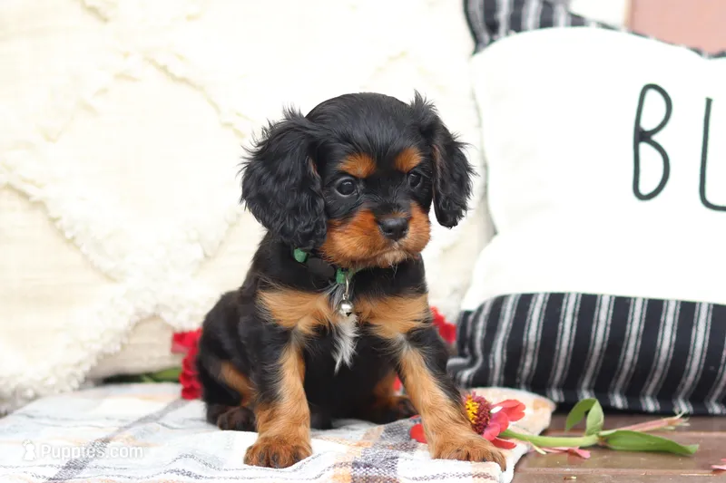 Mike – Cavalier King Charles Spaniel puppy for sale in Argos, IN