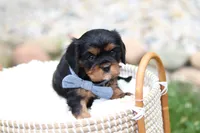 Max, a male Cavalier King Charles Spaniel for sale in Argos, IN – 2 of 8