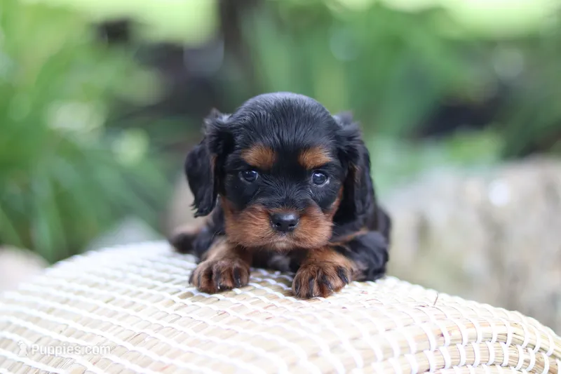 Mike – Cavalier King Charles Spaniel puppy for sale in Argos, IN
