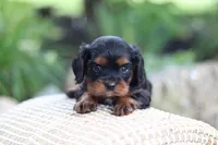 Mike, a male Cavalier King Charles Spaniel for sale in Argos, IN – 1 of 7
