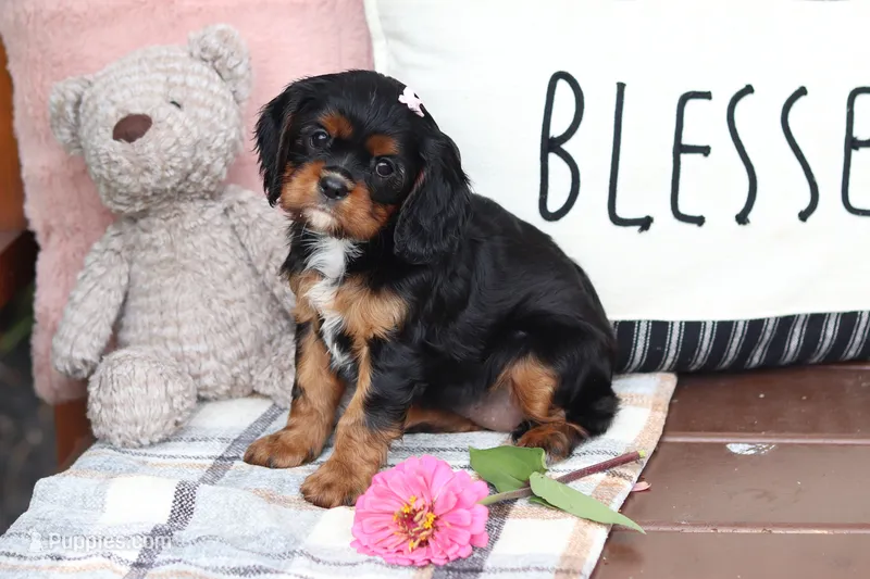 Missy – Cavalier King Charles Spaniel puppy for sale in Argos, IN