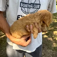 F1 Ray, a male Cavapoo for sale in Decatur, AL – 3 of 10
