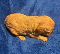 F1 Rose, a female Cavapoo for sale in Decatur, AL – 4 of 7