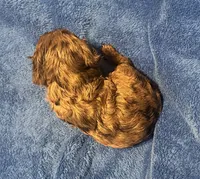 F1 Daisy, a female Cavapoo for sale in Decatur, AL – 5 of 8