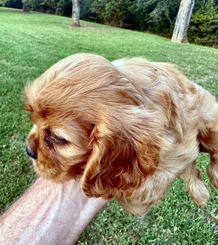AKC Sam – Cavalier King Charles Spaniel puppy for sale in Decatur, AL