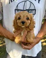 F1 Ray, a male Cavapoo for sale in Decatur, AL – 1 of 10