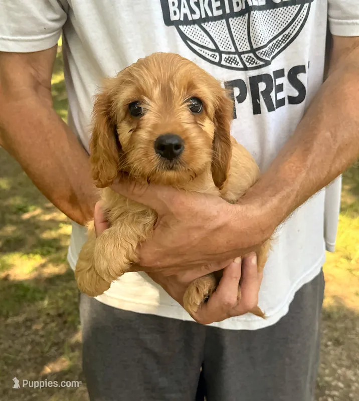 F1 Rose – Cavapoo puppy for sale in Decatur, AL