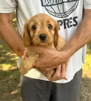 F1 Rose, a female Cavapoo for sale in Decatur, AL – 1 of 7