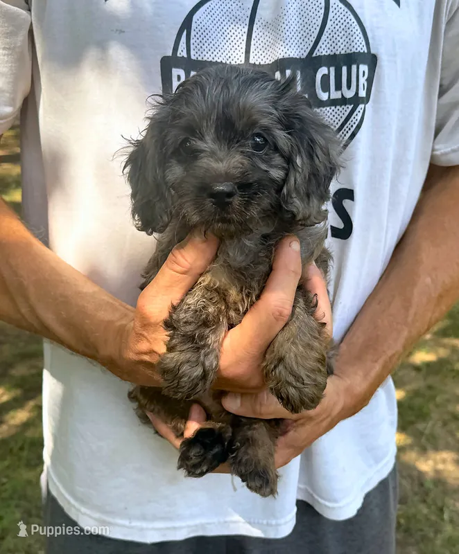 F1 Daisy – Cavapoo puppy for sale in Decatur, AL