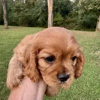 AKC Sam, a male Cavalier King Charles Spaniel for sale in Decatur, AL – 3 of 9