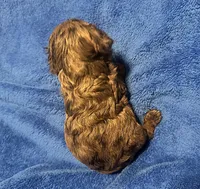 F1 Daisy, a female Cavapoo for sale in Decatur, AL – 4 of 8