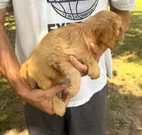 F1 Rose, a female Cavapoo for sale in Decatur, AL – 3 of 7