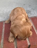 AKC Sam, a male Cavalier King Charles Spaniel for sale in Decatur, AL – 4 of 9