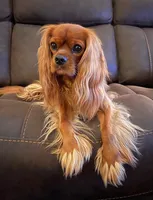 F1 Rose, a female Cavapoo for sale in Decatur, AL – 7 of 7