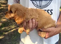 F1 Ray, a male Cavapoo for sale in Decatur, AL – 2 of 10