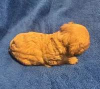 F1 Ray, a male Cavapoo for sale in Decatur, AL – 7 of 10