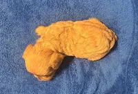 F1 Ray, a male Cavapoo for sale in Decatur, AL – 8 of 10