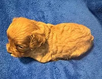 F1 Ray, a male Cavapoo for sale in Decatur, AL – 5 of 10