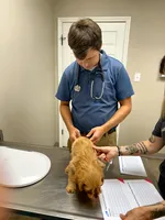 F1 Rose, a female Cavapoo for sale in Decatur, AL – 5 of 7