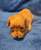 F1 Ray, a male Cavapoo for sale in Decatur, AL – 6 of 10