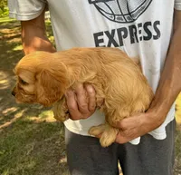 F1 Rose, a female Cavapoo for sale in Decatur, AL – 2 of 7