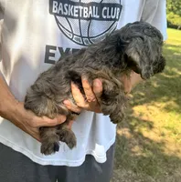 F1 Daisy, a female Cavapoo for sale in Decatur, AL – 3 of 8