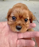 AKC Sam, a male Cavalier King Charles Spaniel for sale in Decatur, AL – 5 of 9