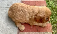 AKC Sam, a male Cavalier King Charles Spaniel for sale in Decatur, AL – 7 of 9