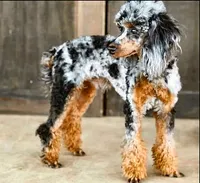 F1 Daisy, a female Cavapoo for sale in Decatur, AL – 7 of 8