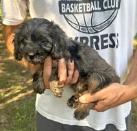 F1 Daisy, a female Cavapoo for sale in Decatur, AL – 2 of 8