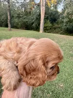 AKC Sam, a male Cavalier King Charles Spaniel for sale in Decatur, AL – 2 of 9