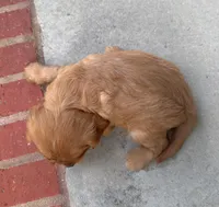 AKC Sam, a male Cavalier King Charles Spaniel for sale in Decatur, AL – 6 of 9