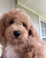 Loki, a male Miniature Goldendoodle for sale in Fort Myers, FL – 2 of 2