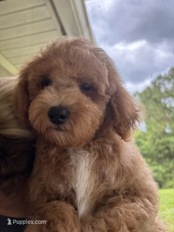 Loki – Miniature Goldendoodle puppy for sale in Fort Myers, FL