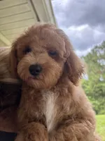 Loki, a male Miniature Goldendoodle for sale in Fort Myers, FL – 1 of 2