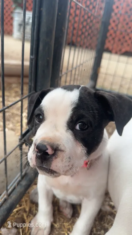 Farts Domino – English Bulldog, American Bulldog puppy for sale in Boulder, CO
