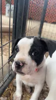 Farts Domino, a female English Bulldog and American Bulldog for sale in Boulder, CO – 1 of 8