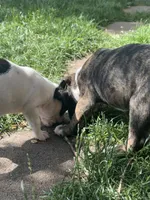 Fatboy Slim, a male English Bulldog for sale in Longmont, CO – 5 of 7