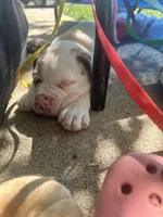 Dime-Wag Darrell, a male English Bulldog for sale in Longmont, CO – 3 of 7