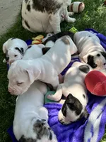 Iggy Pup, a male English Bulldog and American Bulldog for sale in Longmont, CO – 2 of 10