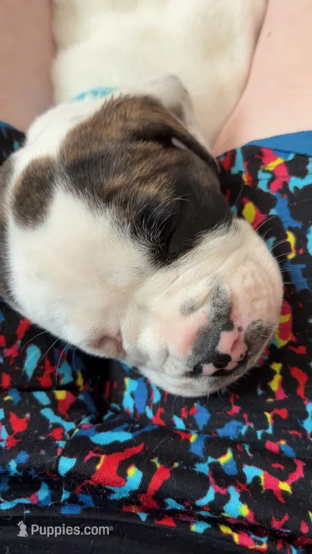 L L Drool J – English Bulldog, American Bulldog puppy for sale in Boulder, CO