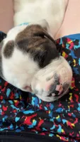 L L Drool J, a male English Bulldog and American Bulldog for sale in Boulder, CO – 1 of 6